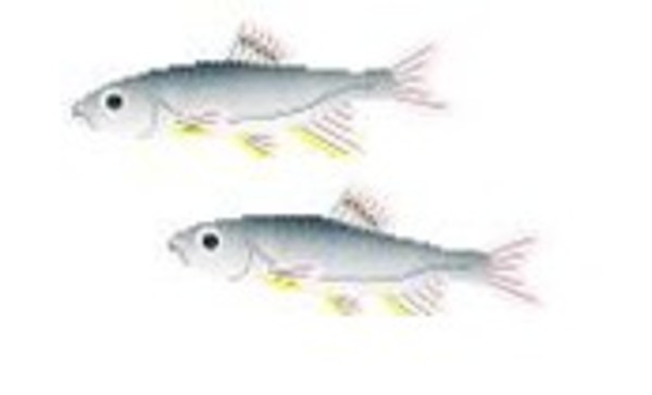 アセトアルデヒドと消化器癌